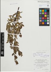 Foto von Salix foetida Schleich. ex DC. x Salix waldsteiniana Willd.